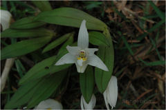 Conchidium braccatum